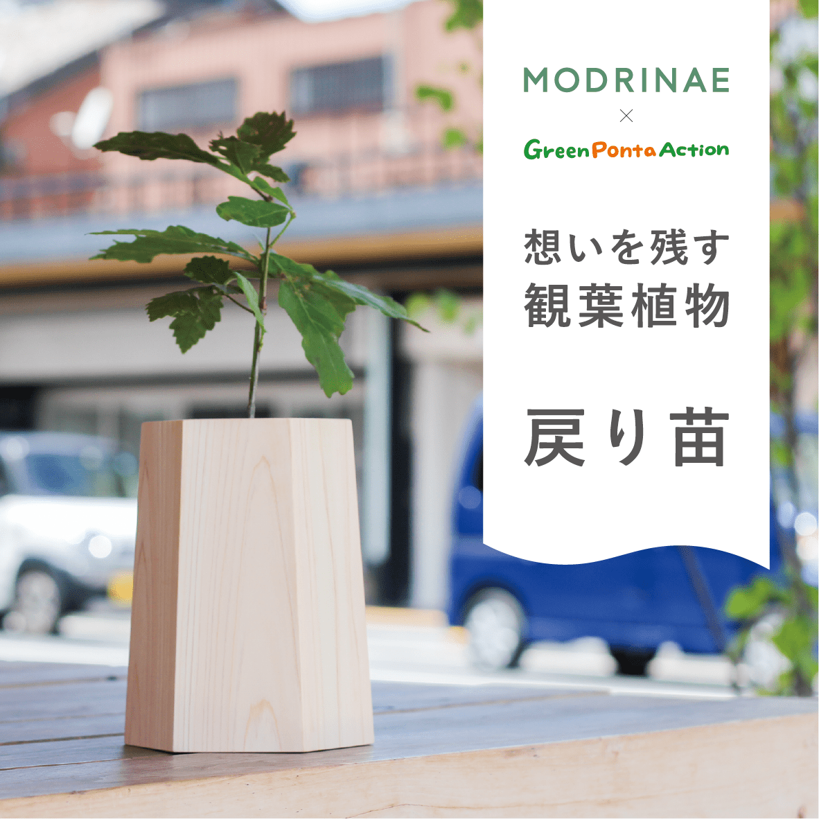 【Green Ponta Actionコラボ】戻り苗