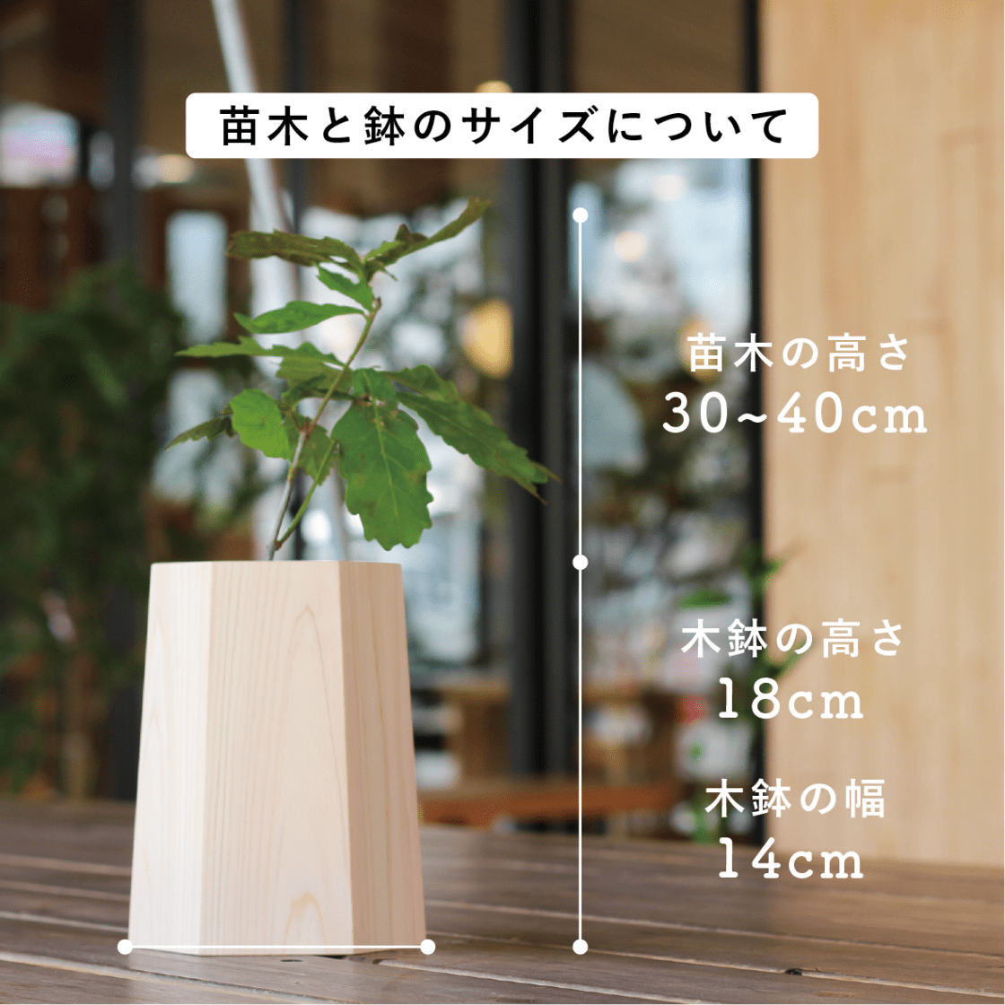 【Green Ponta Actionコラボ】戻り苗