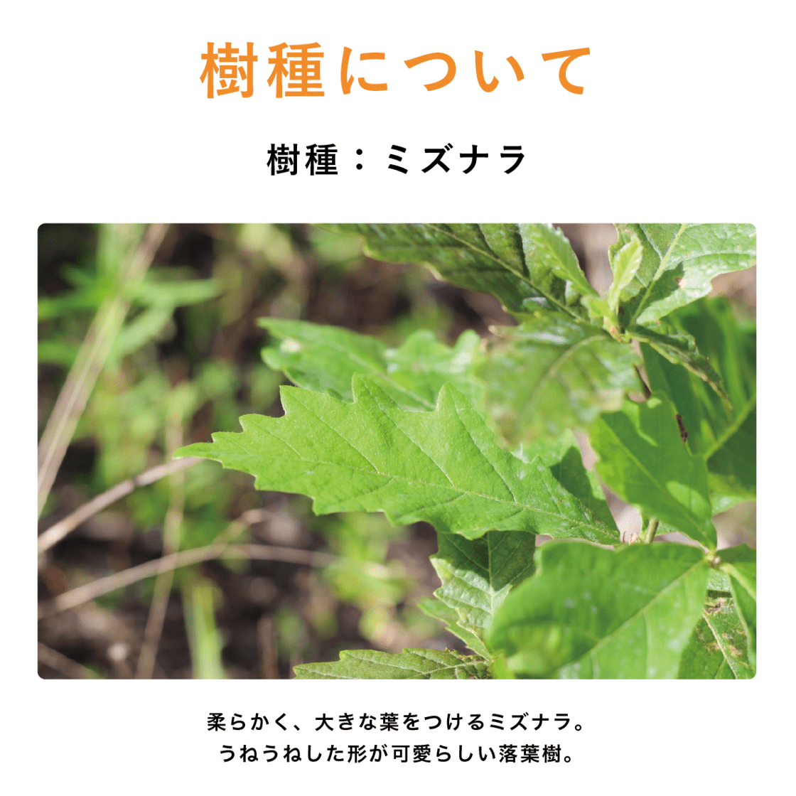 【Green Ponta Actionコラボ】どんぐり5個・土(アフターフォロー)