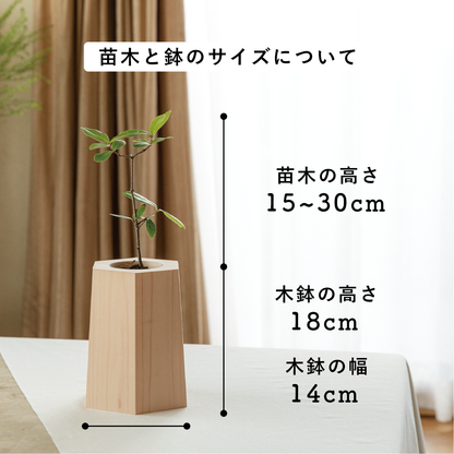 【25年秋発送開始】戻り苗