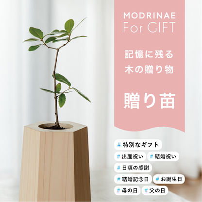 【25年秋発送開始】贈り苗（戻り苗 for GIFT）