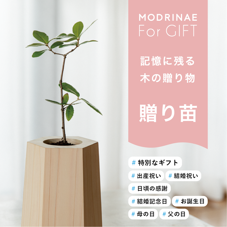 【25年秋発送開始】贈り苗（戻り苗 for GIFT）