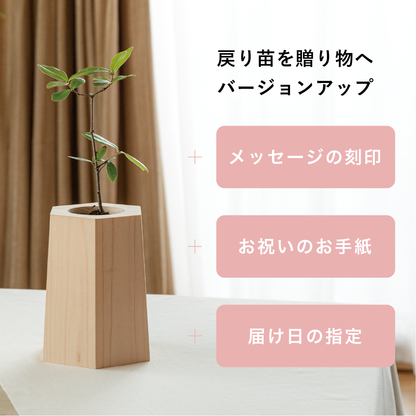 【25年秋発送開始】贈り苗（戻り苗 for GIFT）