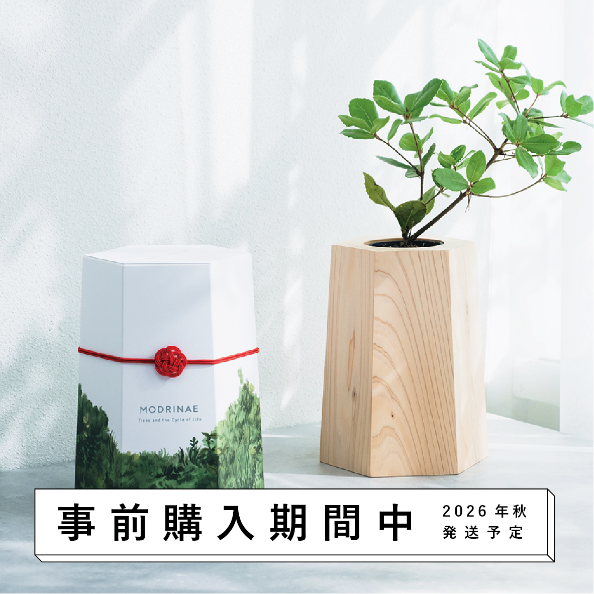 【26年秋発送開始】戻り苗