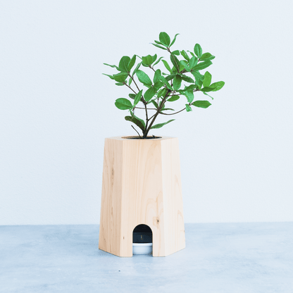 【25年秋発送開始】戻り苗