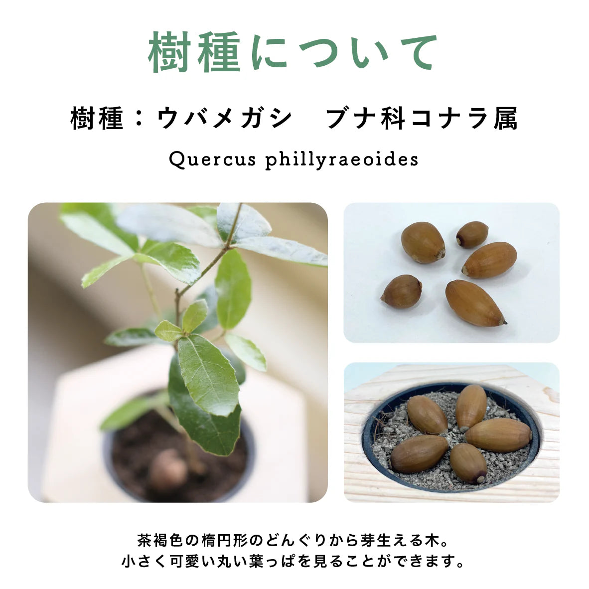 【25年秋発送開始】どんぐり5個（アフターフォロー）