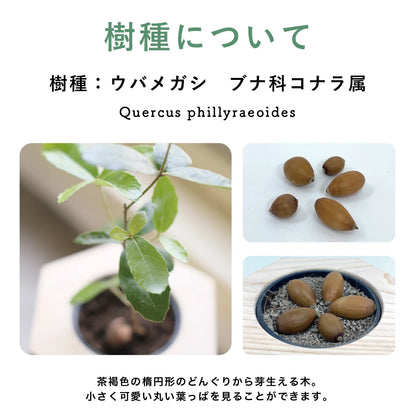 【25年秋発送開始】どんぐり5個・土（アフターフォロー）