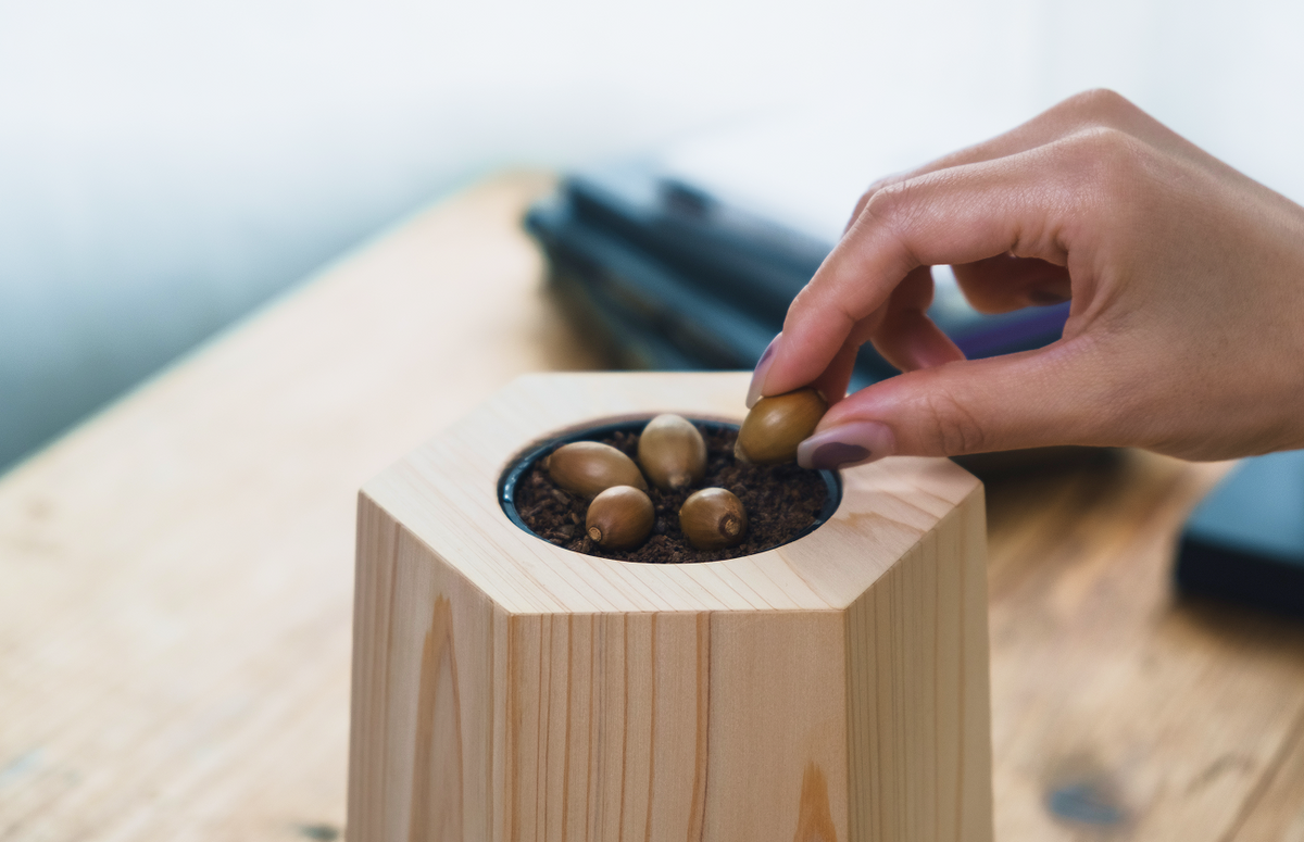 始まりは1本の木が生まれるところから