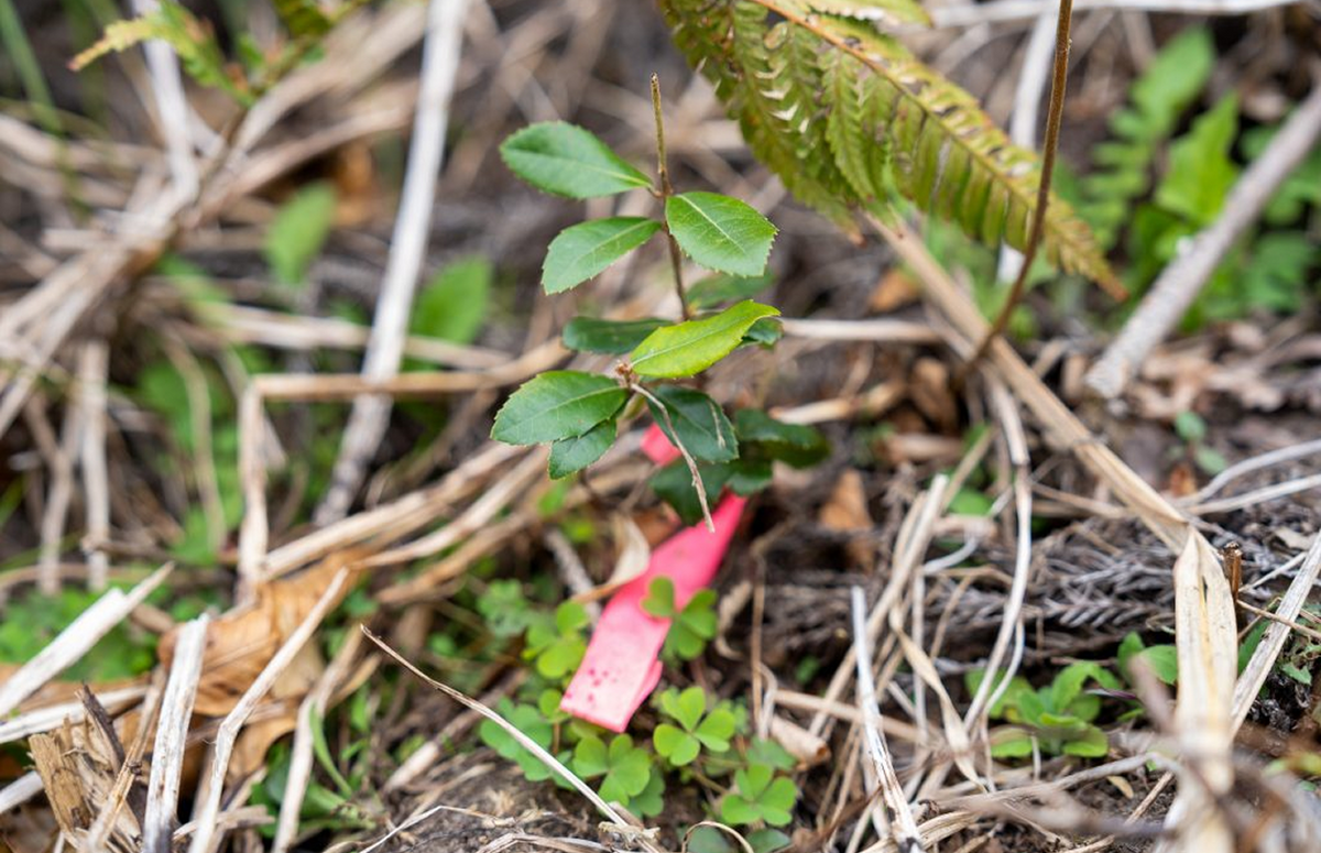 育てた苗を、思いとともに山に残す