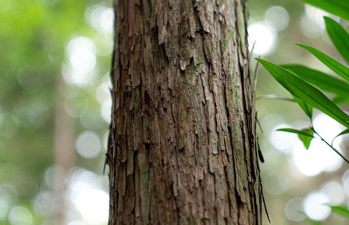 地域の一番綺麗な木材を使う