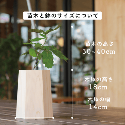 【2026年 Green Ponta Actionコラボ】戻り苗